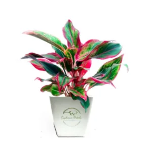 Aglaonema Red Lipstick