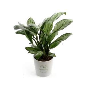 Tropical temptations